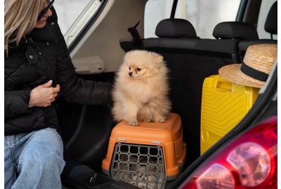 Ultimate Checklist for a Happy Trip with Your Pet