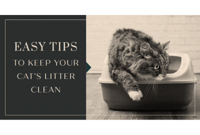 Five Easy Ways to Keep Your Cat's Litter Clean