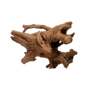 جذع خشب المانجروف من آكواديكو، كبير جدًا