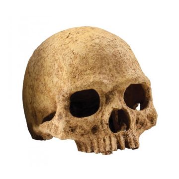 exo-terra-decor-human-skull-terrarium-decor