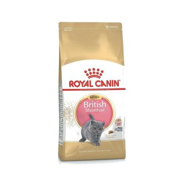 Royal Canin British Shorthair Dry Kitten Food