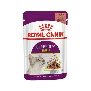 Royal Canin Sensory Smell Chunks in Gravy Wet Cat Food - 85 g Pack of 12