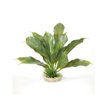 Sydeco Anubias Plant, 28 cm
