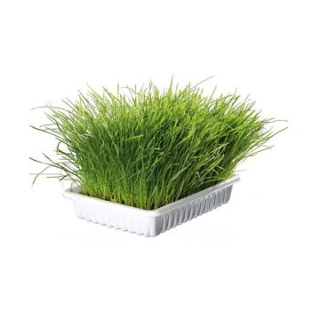 Trixie Cat Grass In Tray - 100g