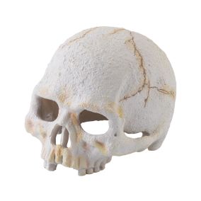 Exo Terra Primate Skull - Small