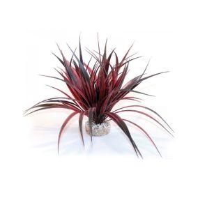 Sydeco Amazonia Plant, 22 cm