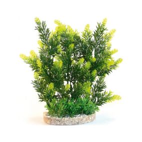 Sydeco Aquaplant Hedge 24cm