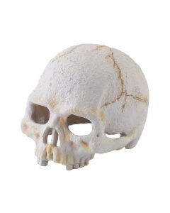 Exo Terra Primate Skull - Small