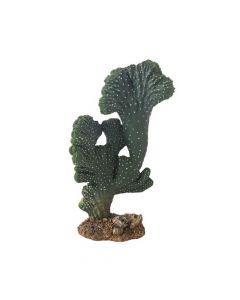Hobby Cactus Victoria - 22 cm