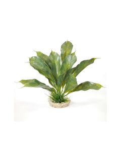 Sydeco Anubias Plant, 28 cm