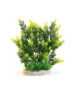 Sydeco Aquaplant Hedge 24cm