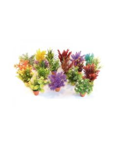 نباتات مائية مكس صغيرة في وعاء من سيديكو، 15 سم، ألوان متعددة