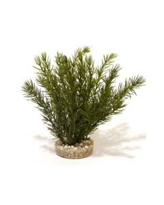 Sydeco Club Moss, Large