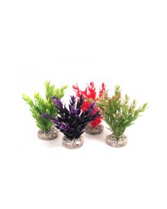 Sydeco Fiesta Ruscus Plant - Assorted